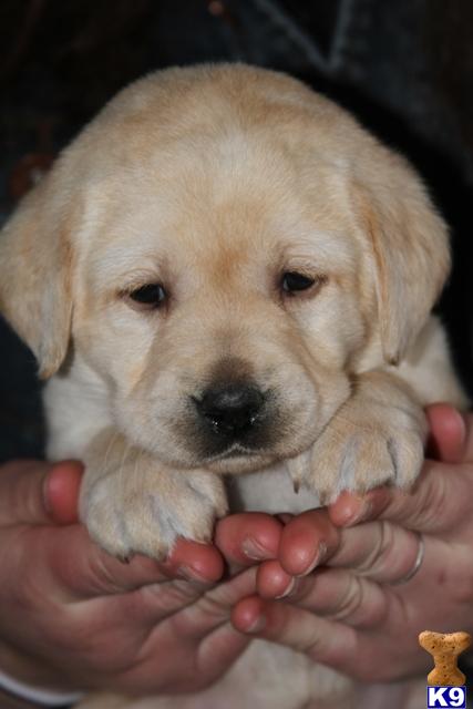 labrador retriever puppy posted by Glory View Labradors